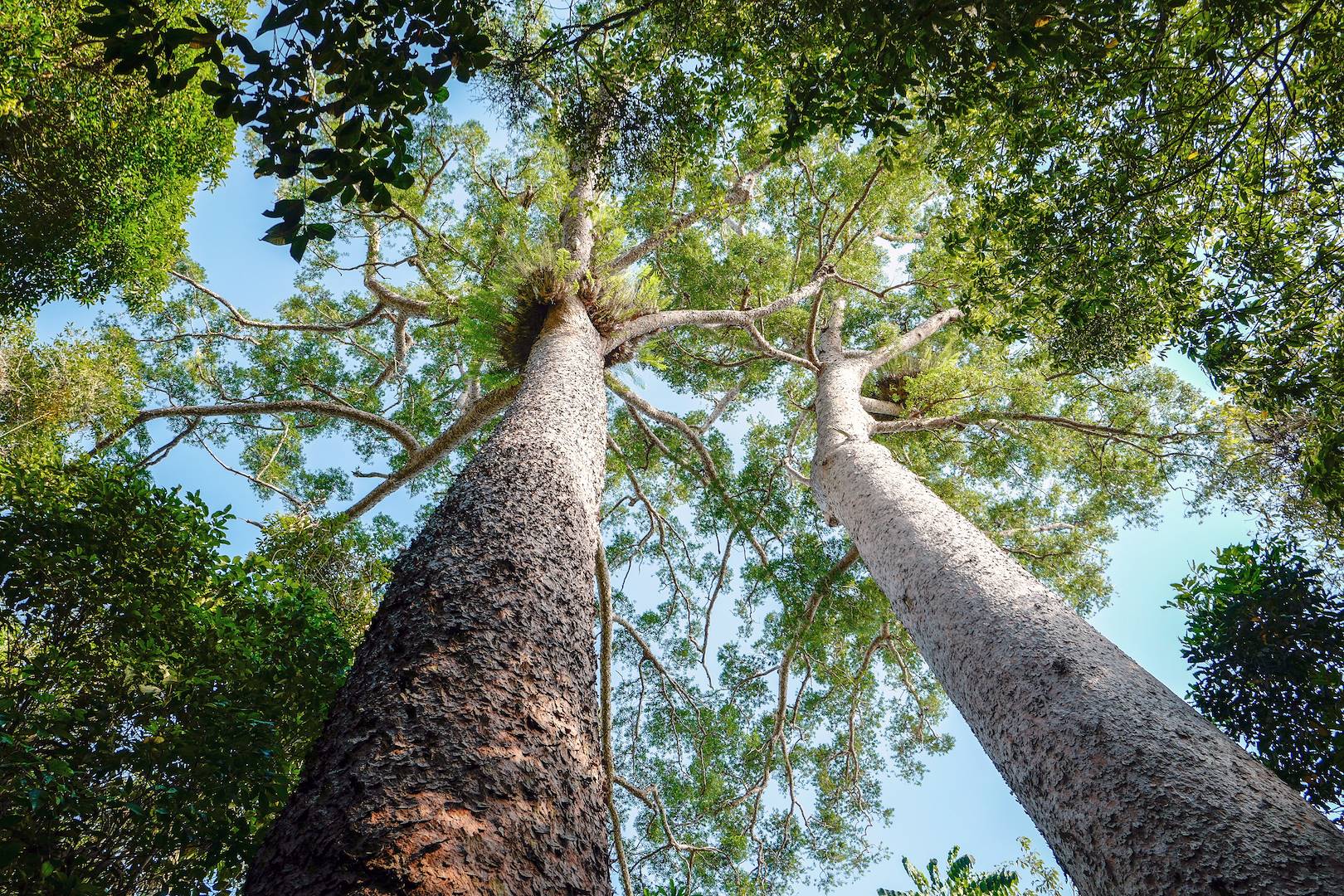 Observation de la faune et flore de la Rainforest - Cairns - Le Queensland - Australie