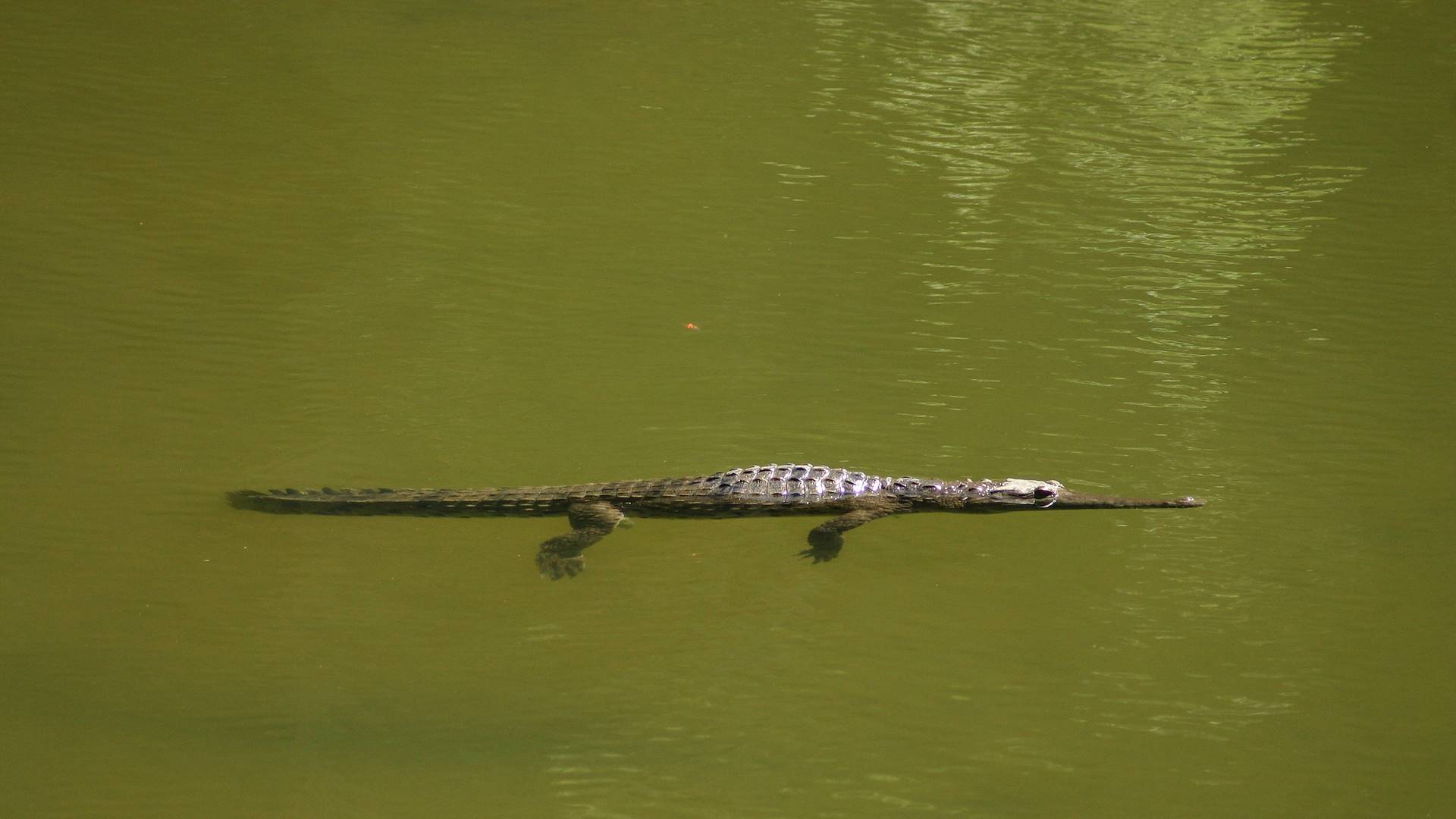 Faune de la Windjana Gorge : petit crocodile de Johnston - Parc national Windjana Gorge - Kimberley - Australie