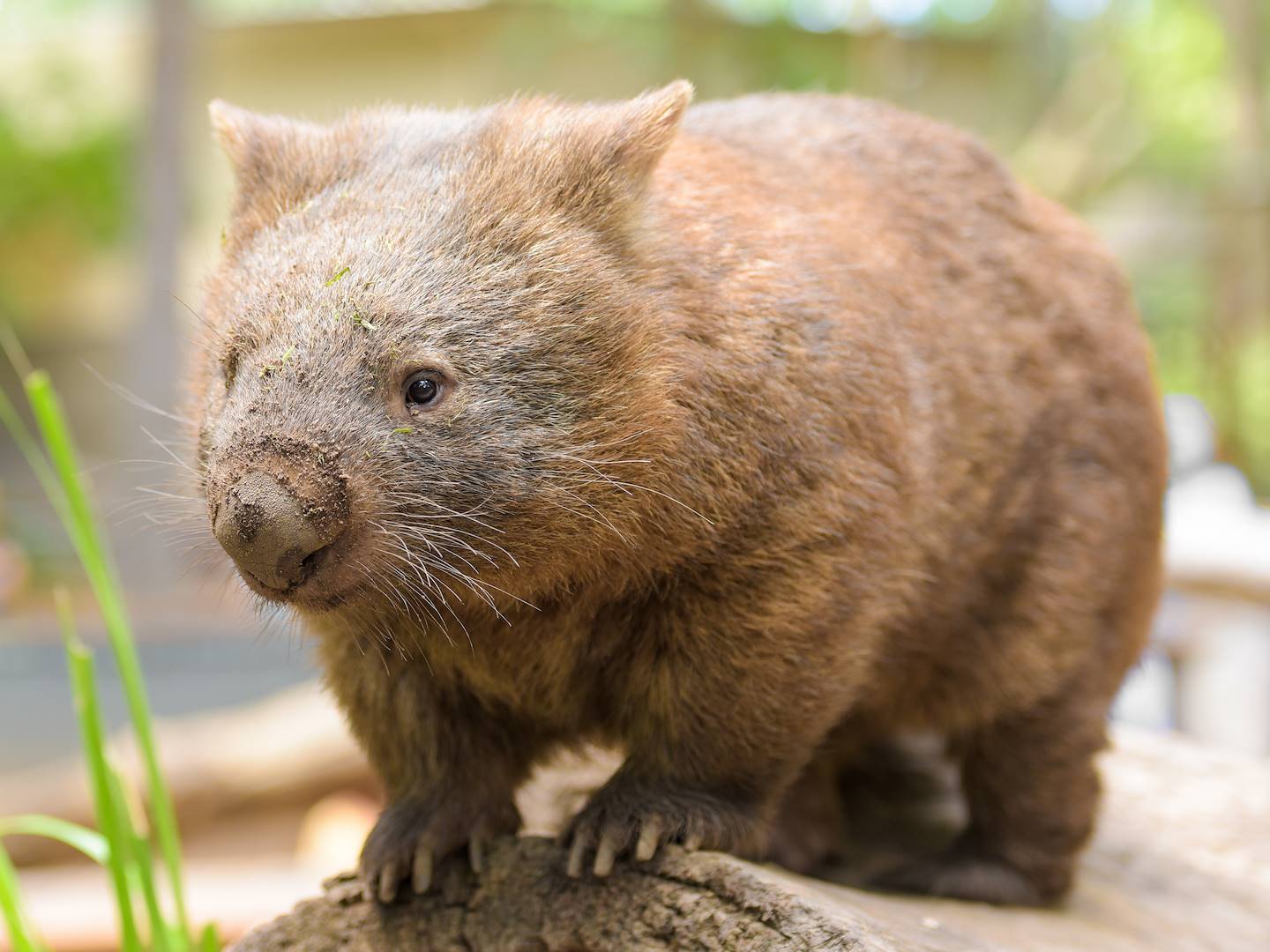 Wombat - Australie