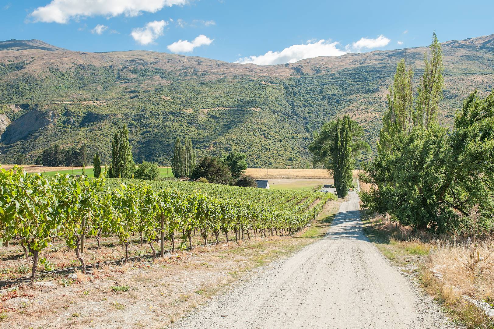 Vignobles - Queenstown - Nouvelle-Zélande