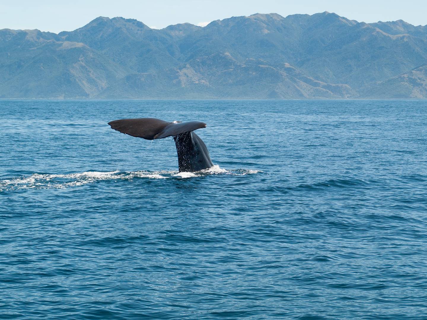 Kaikoura - Nouvelle Zélande