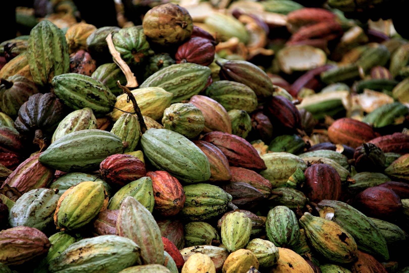 Fève de cacao - Madagascar