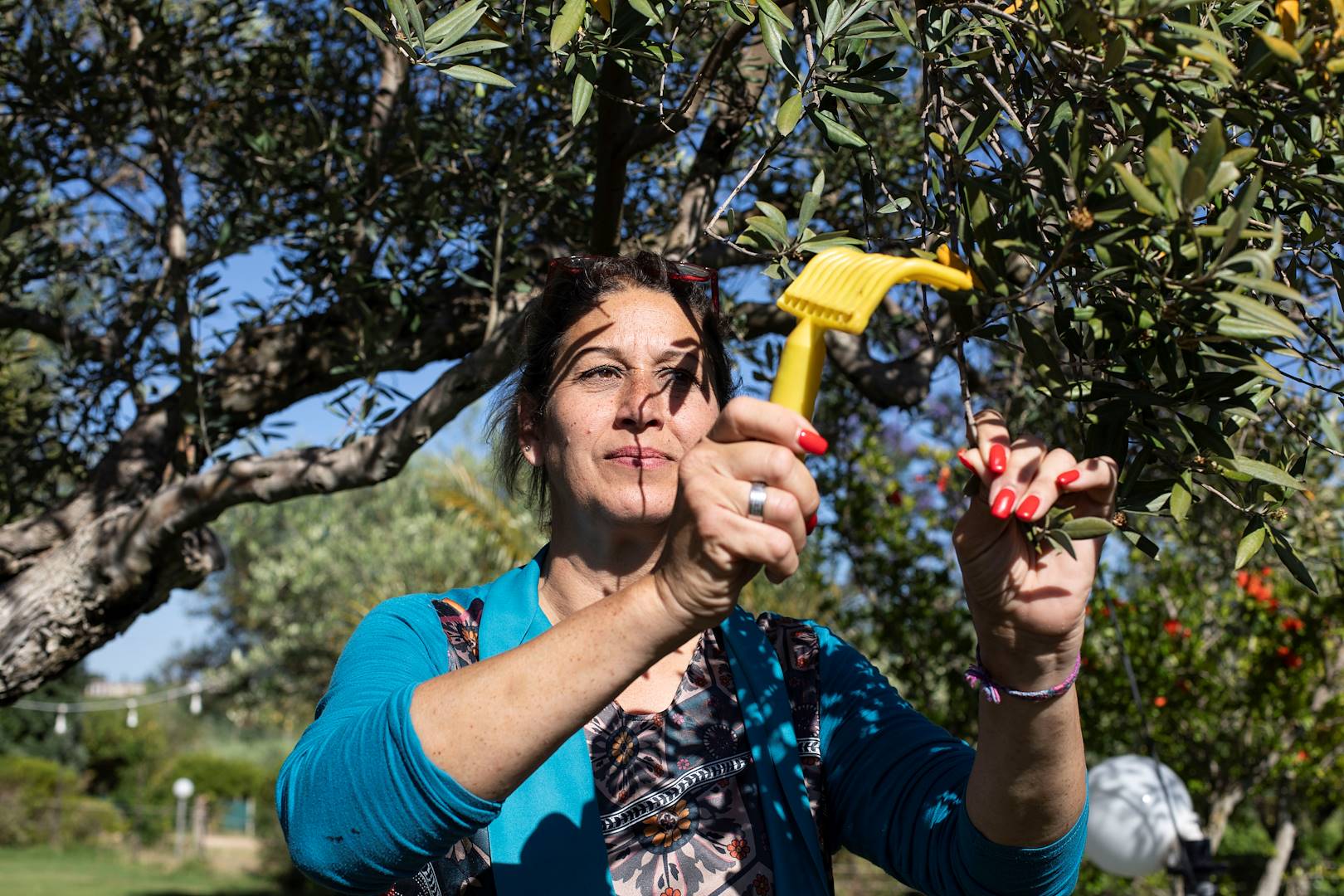 Récolte des olives en Calabre - Italie