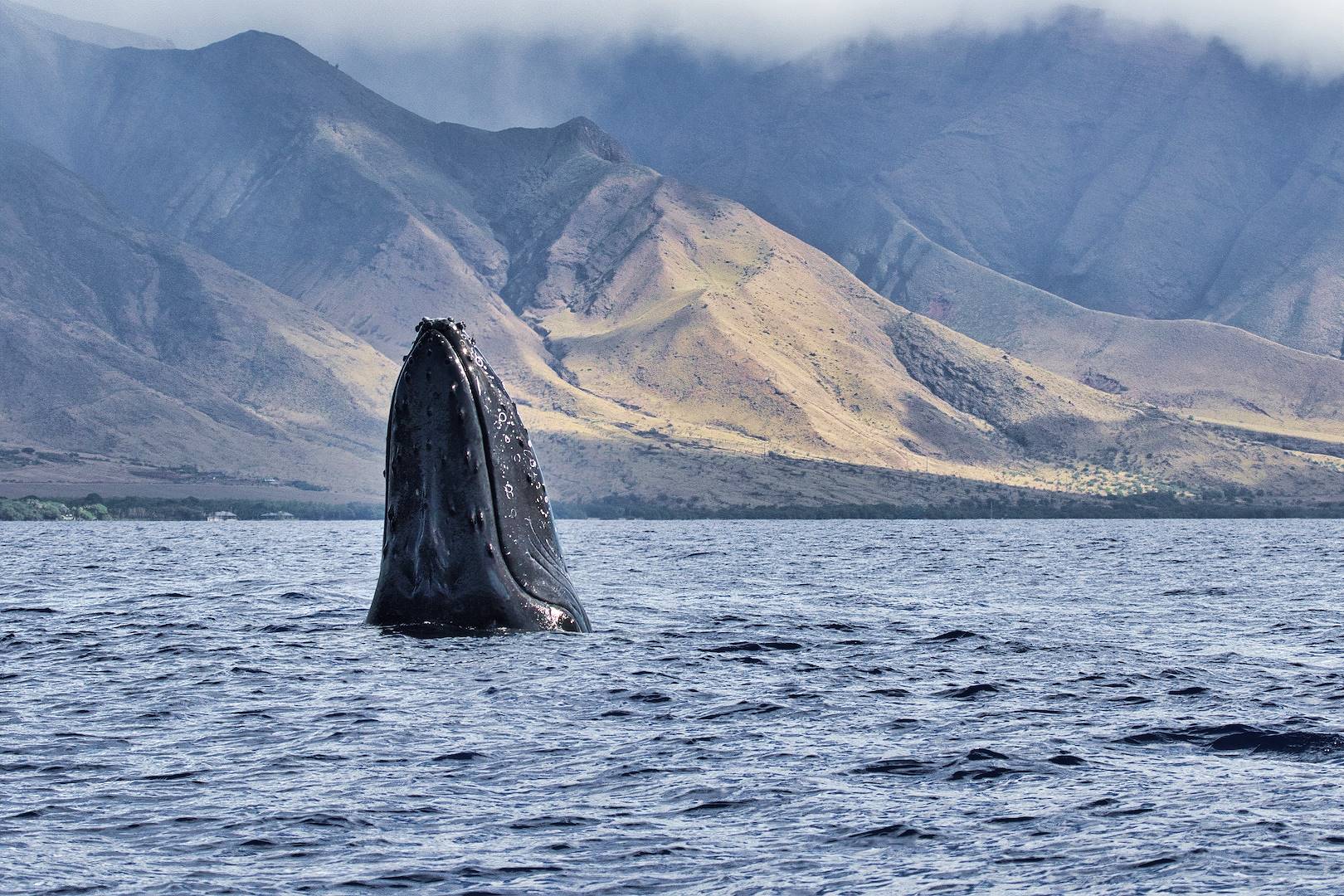 Rencontre avec les baleines - Hawaii - Etats-Unis