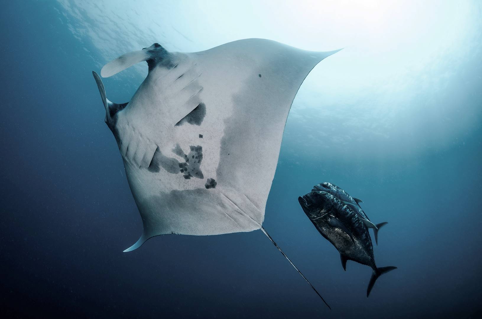 Rencontre avec les raies manta - Hawaii
