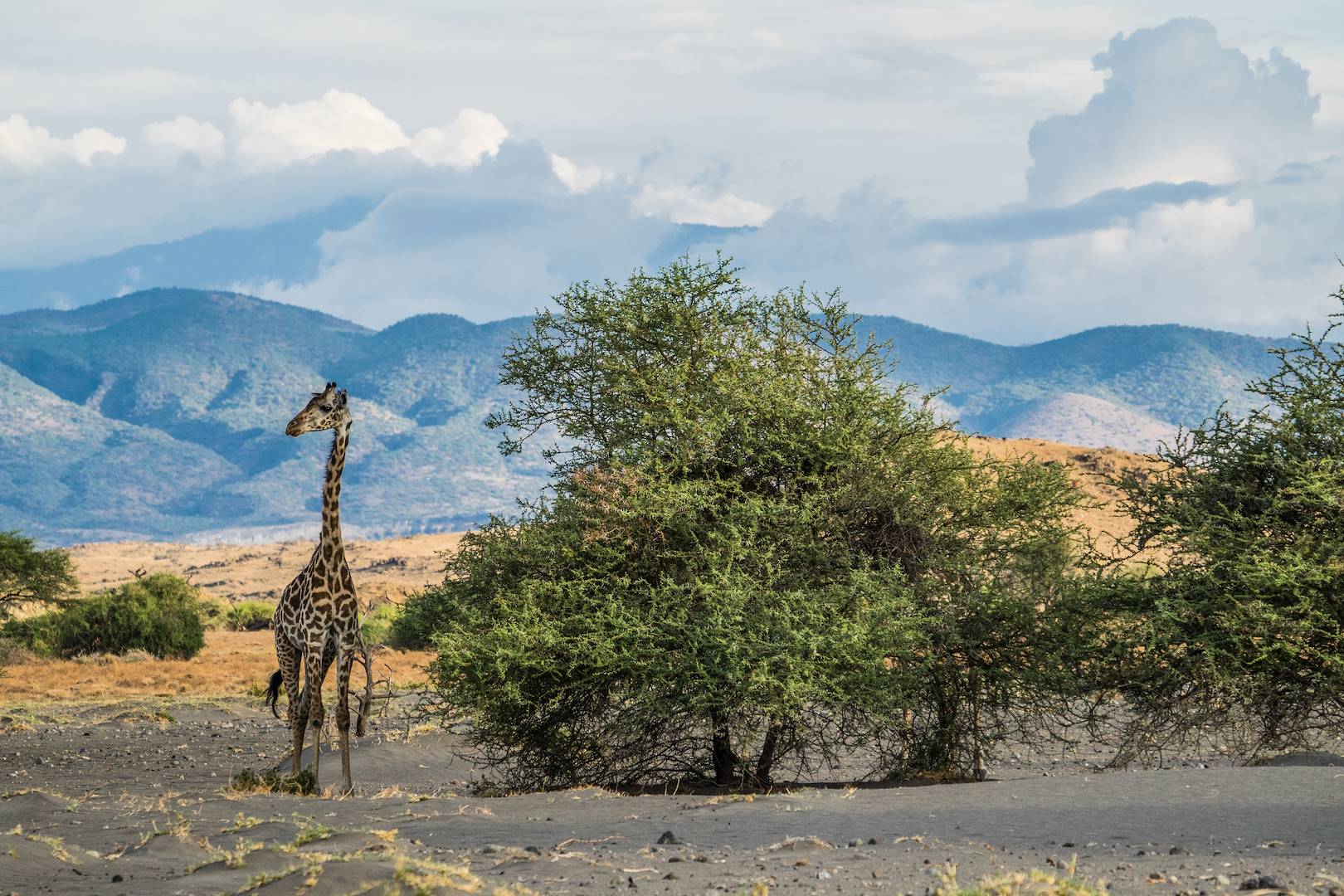 Girafe au Lac Natron - Tanzanie