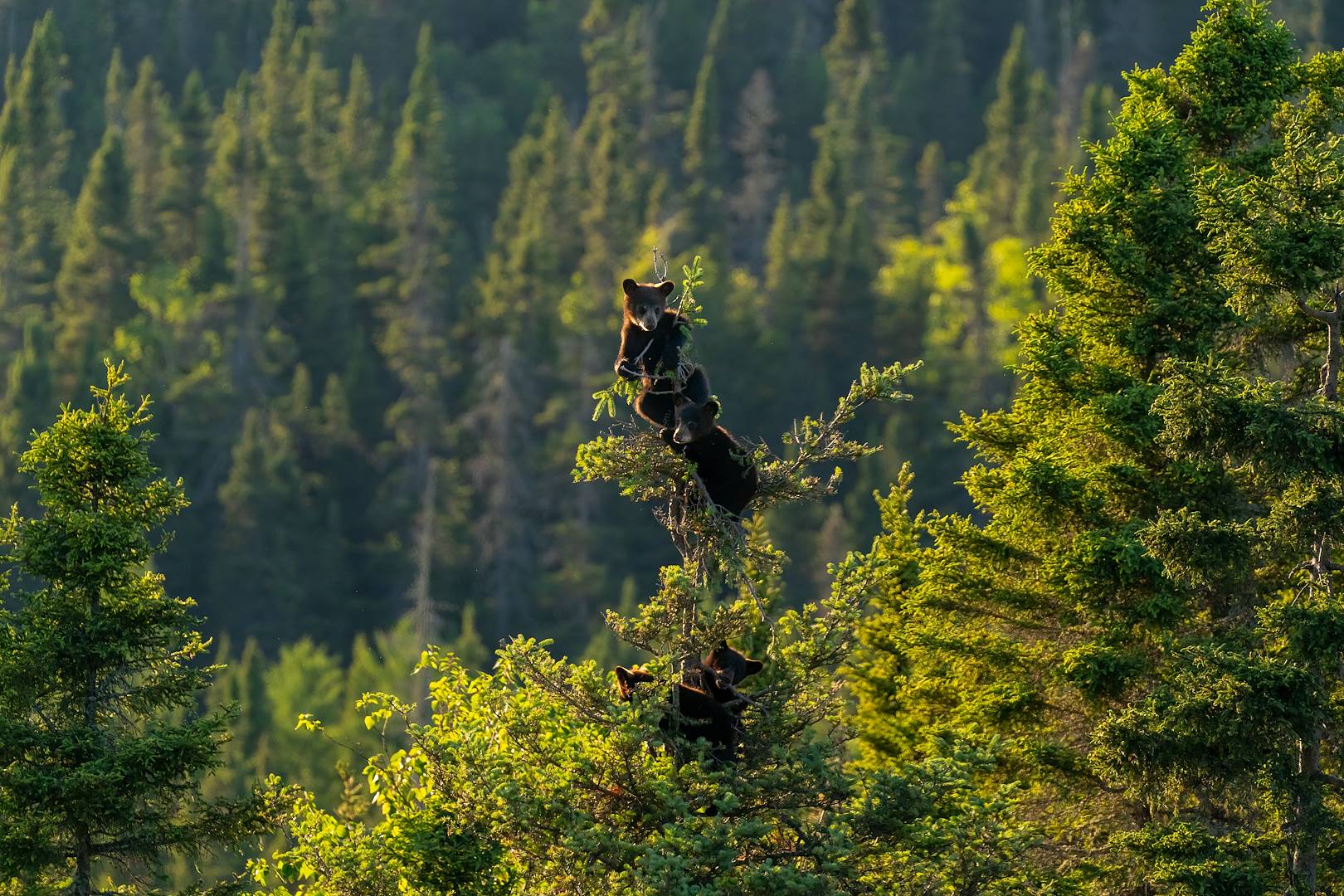Petits oursons accrochés la cime d'un sapin - Québec - Canada