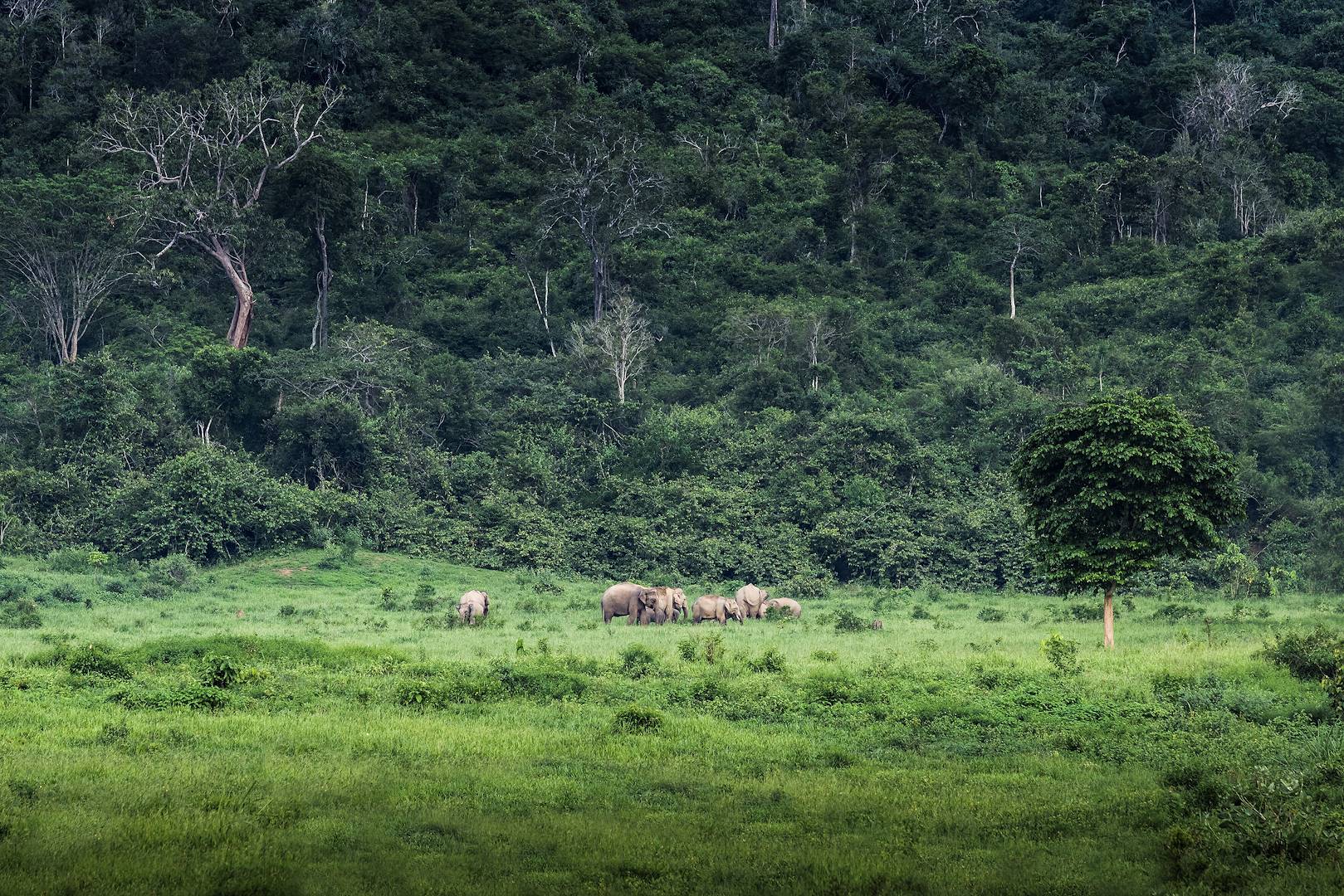 Eléphants dans le parc national de Khao Yai - Thaïlande