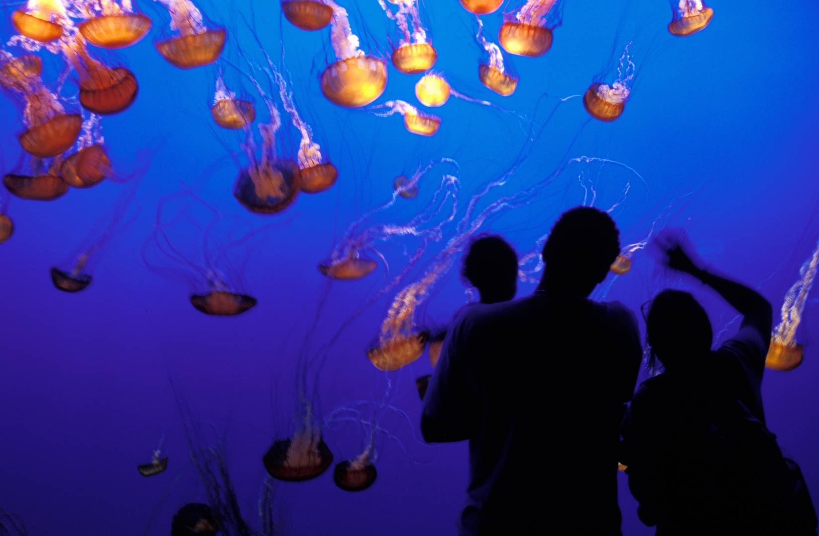 Aquarium de la baie de Monterey - États-Unis