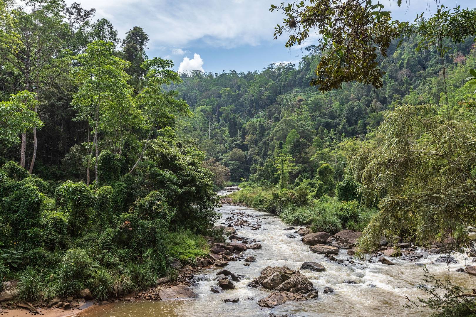 Réserve forestière Sinharaja - Sri Lanka