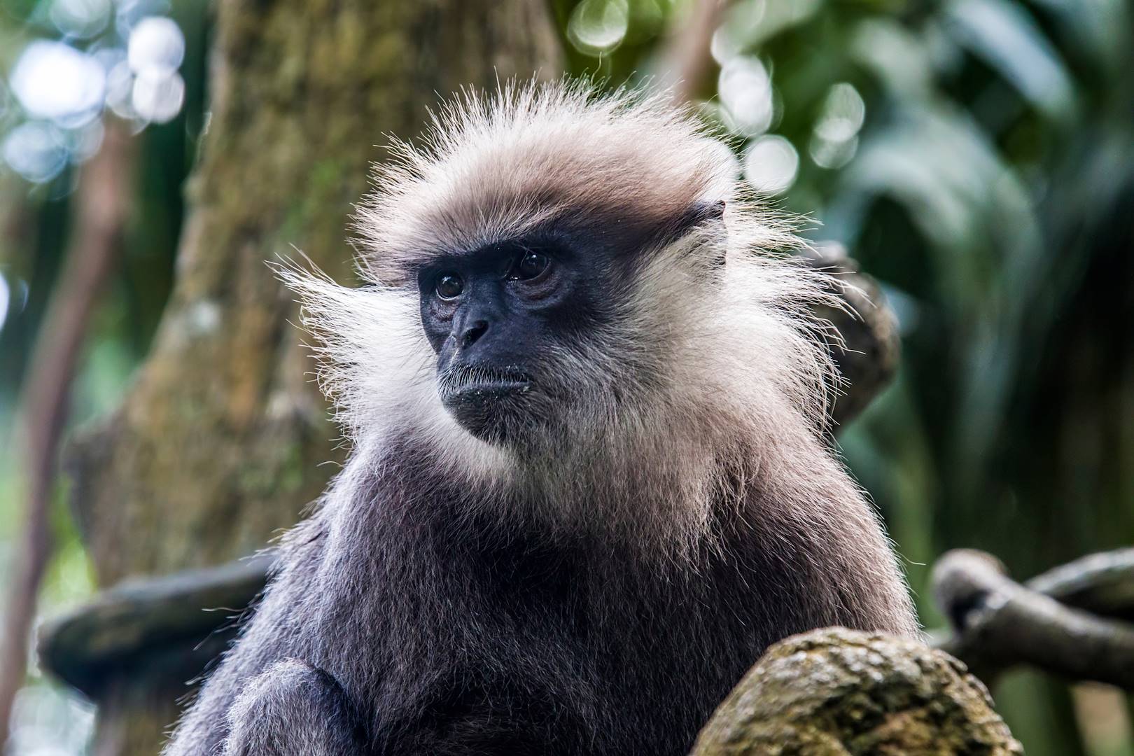 Semnopithèque blanchâtre dans la réserve forestière de Sinharaja - Sri Lanka