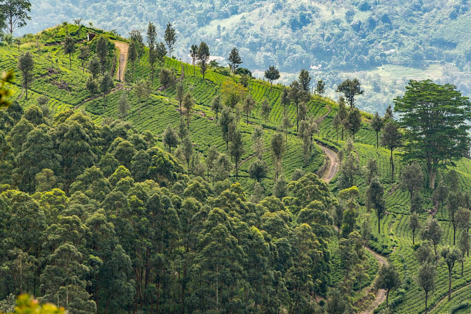 Haputale, des montagnes du Sri Lanka aux plantations de Lipton's Seat - Sri Lanka