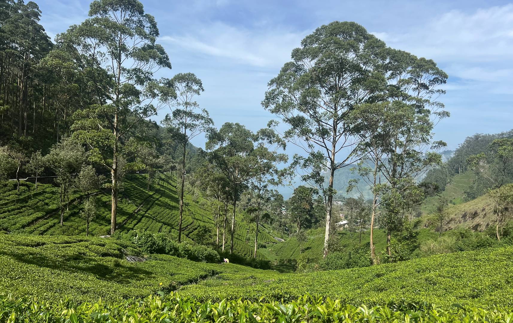 Découverte des plantations de thé de Haputale : sur les traces de Lipton - Sri Lanka