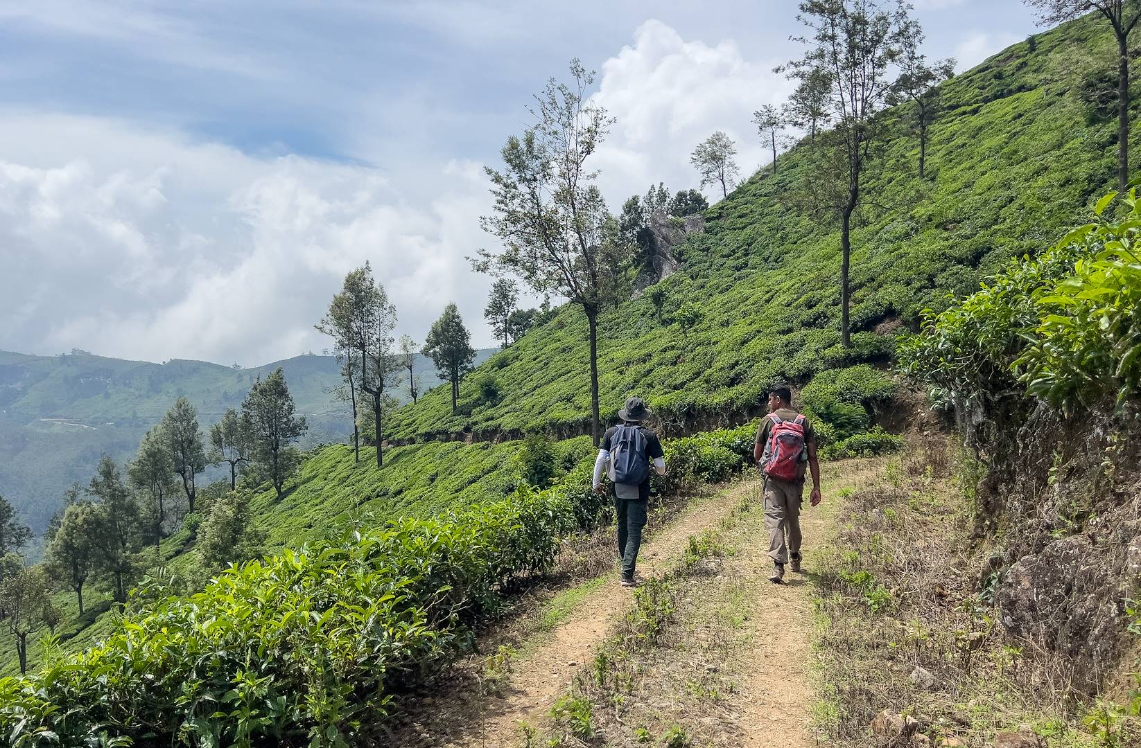 Randonnée sur The Pekoe Trail, le chemin du thé - Sri Lanka
