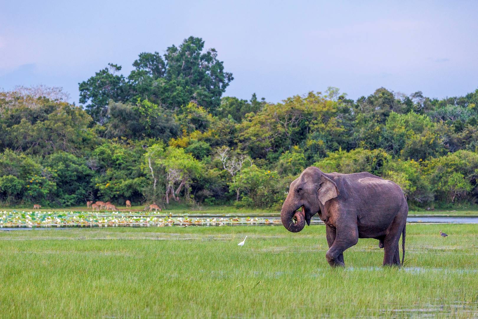 Eléphant dans le parc national de Gal Oya - Sri Lanka