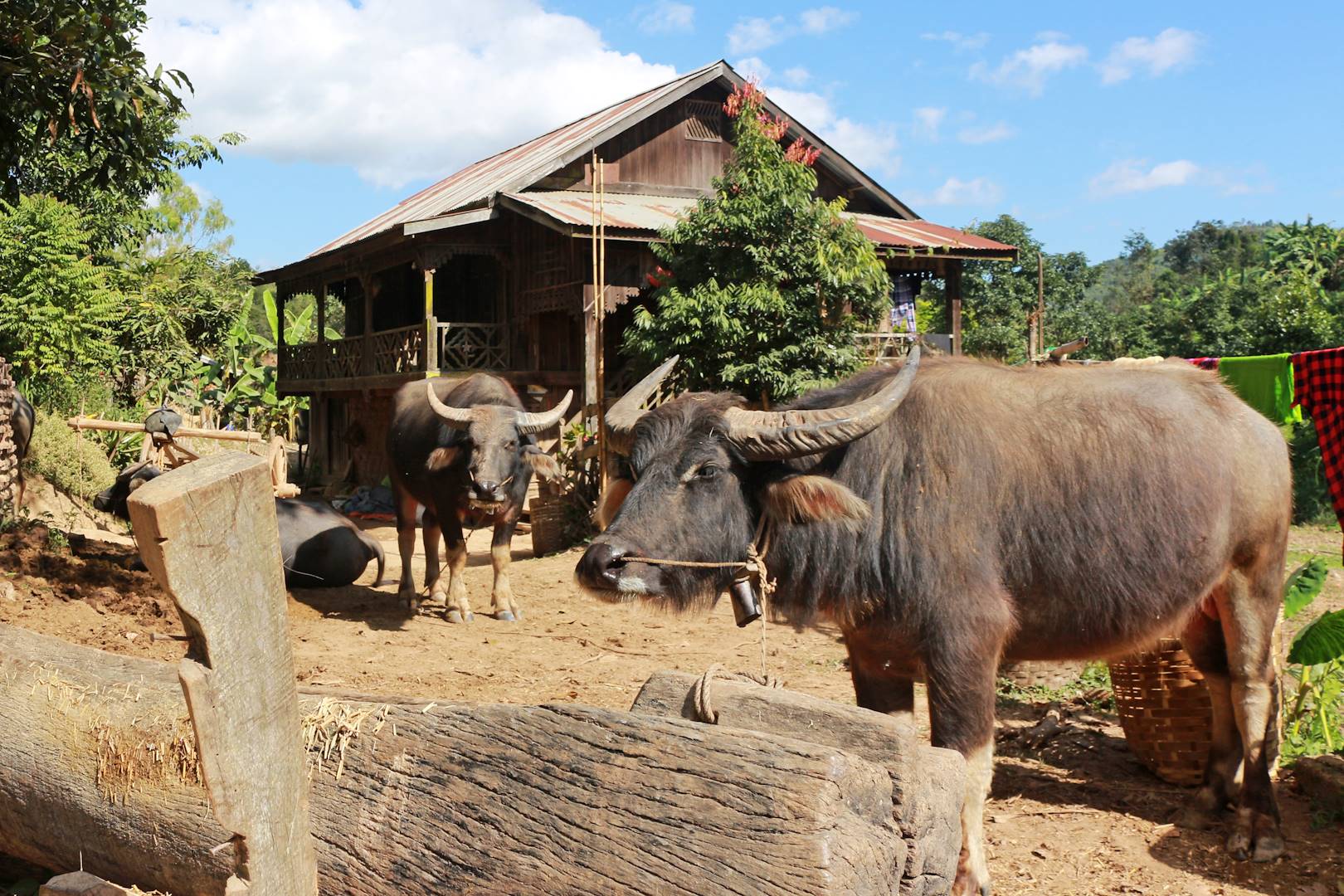 Randonnée dans la région de Pyin Oo Lwin - Birmanie