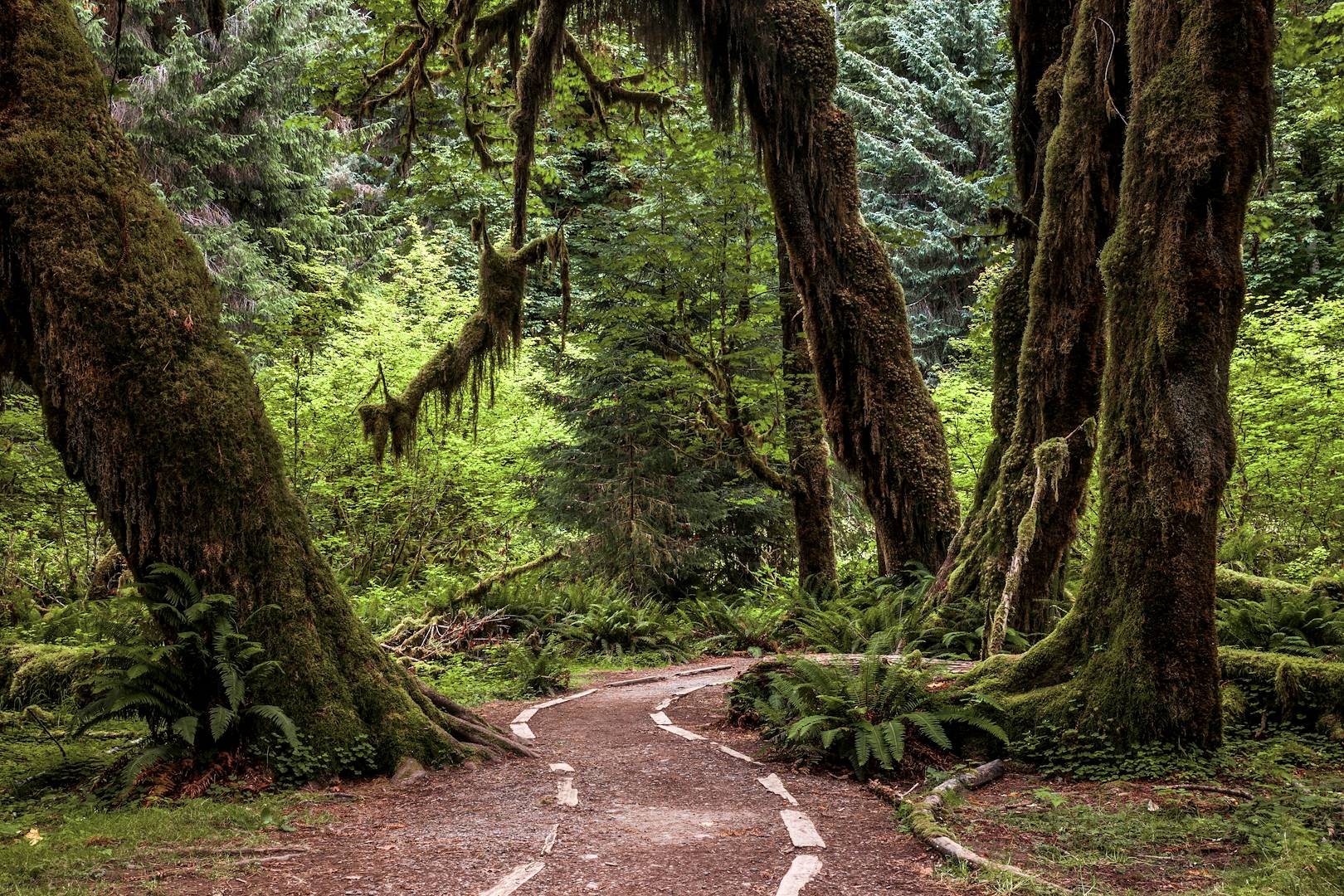 Parc national Olympique : forêt humide de Hoh - Washington - Etats-Unis