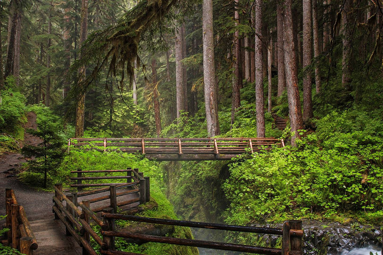 Parc national Olympique : forêt humide de Hoh - Washington - Etats-Unis