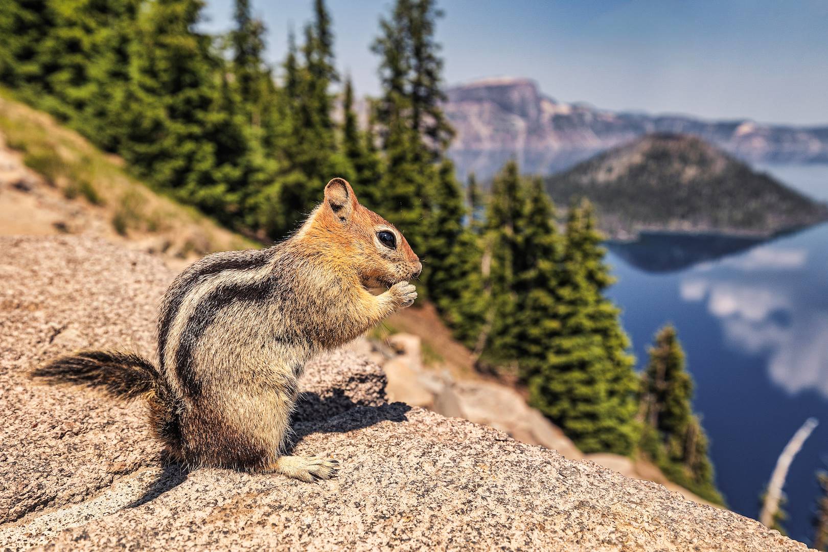 Ecureuil à Crater Lake - Oregon - Etats-Unis