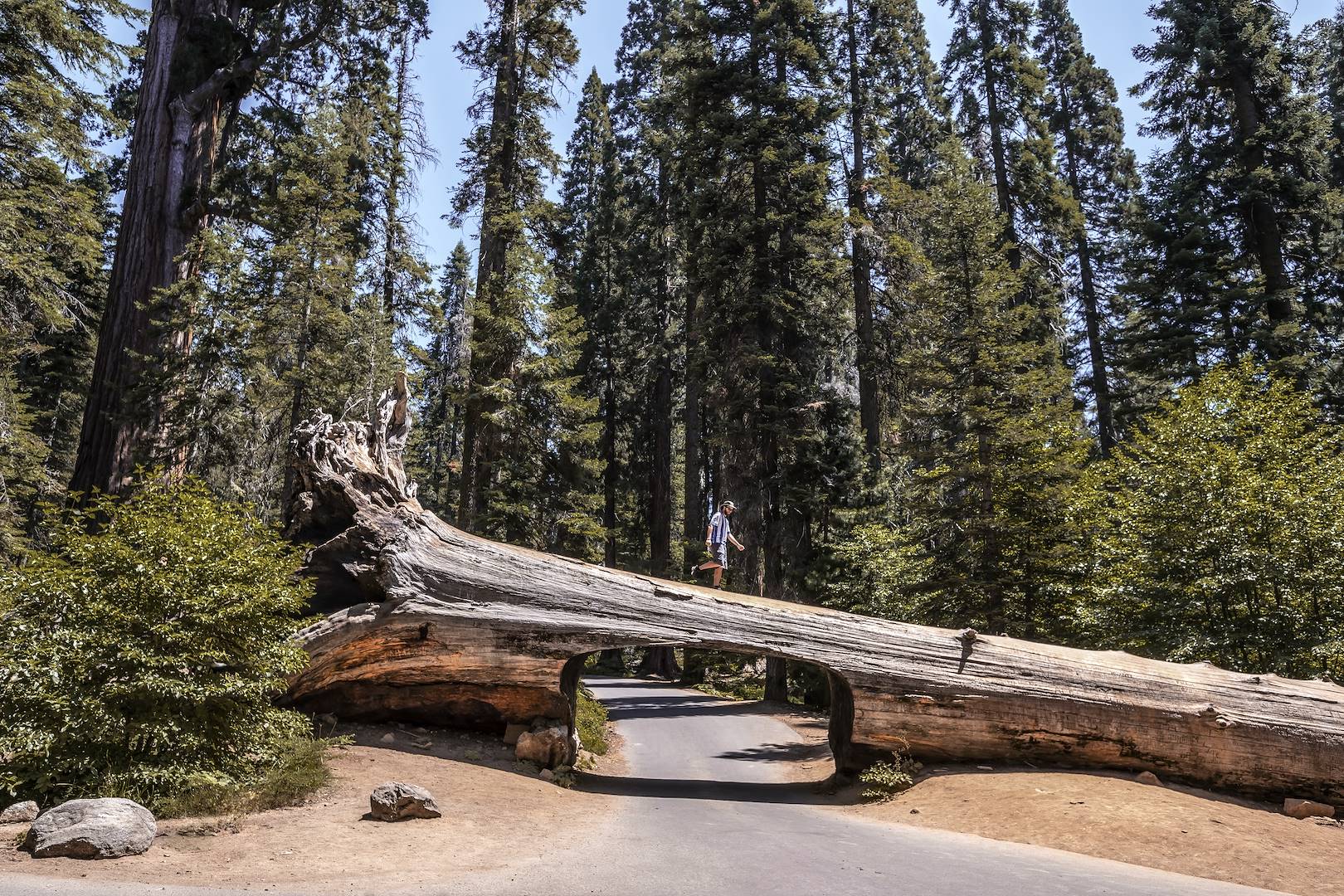 Parc national de Redwood - Californie - Etats-Unis