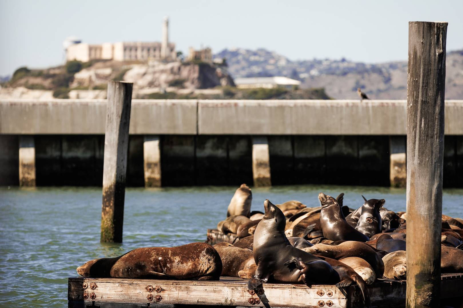 Fisherman's Wharf et ses otaries - San Francisco - Californie - Etats-Unis