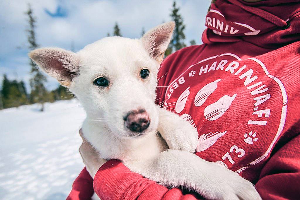 Chiot à Muonio - Finlande