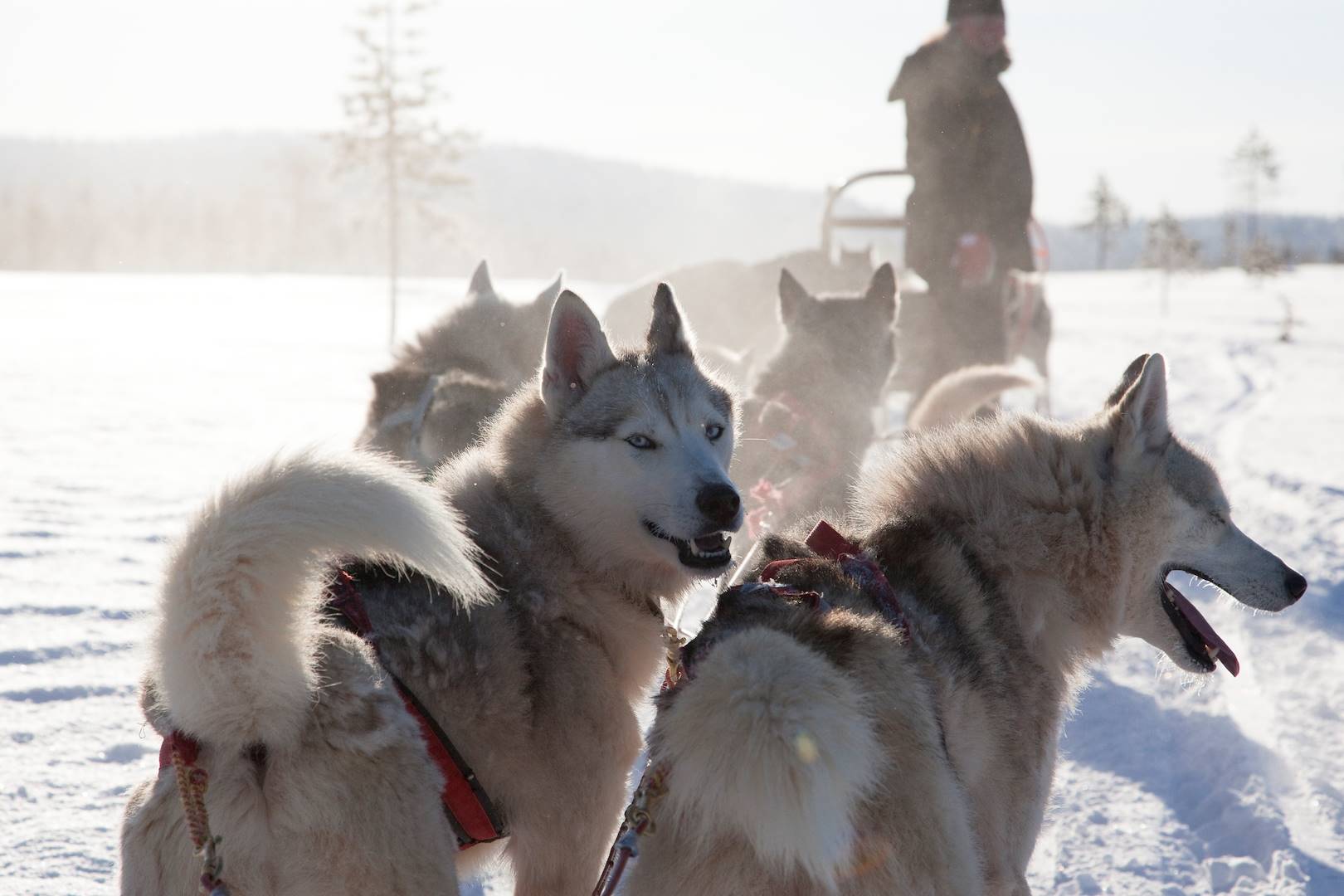 Chiens de traîneau en Finlande