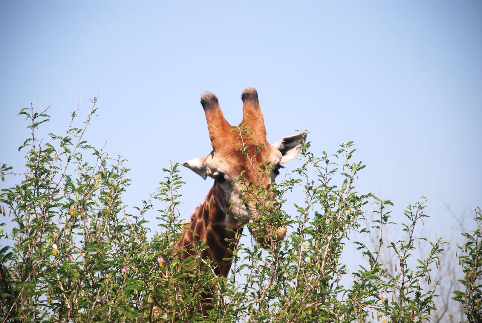 Parc national Kruger - Mpumalanga - Afrique du Sud