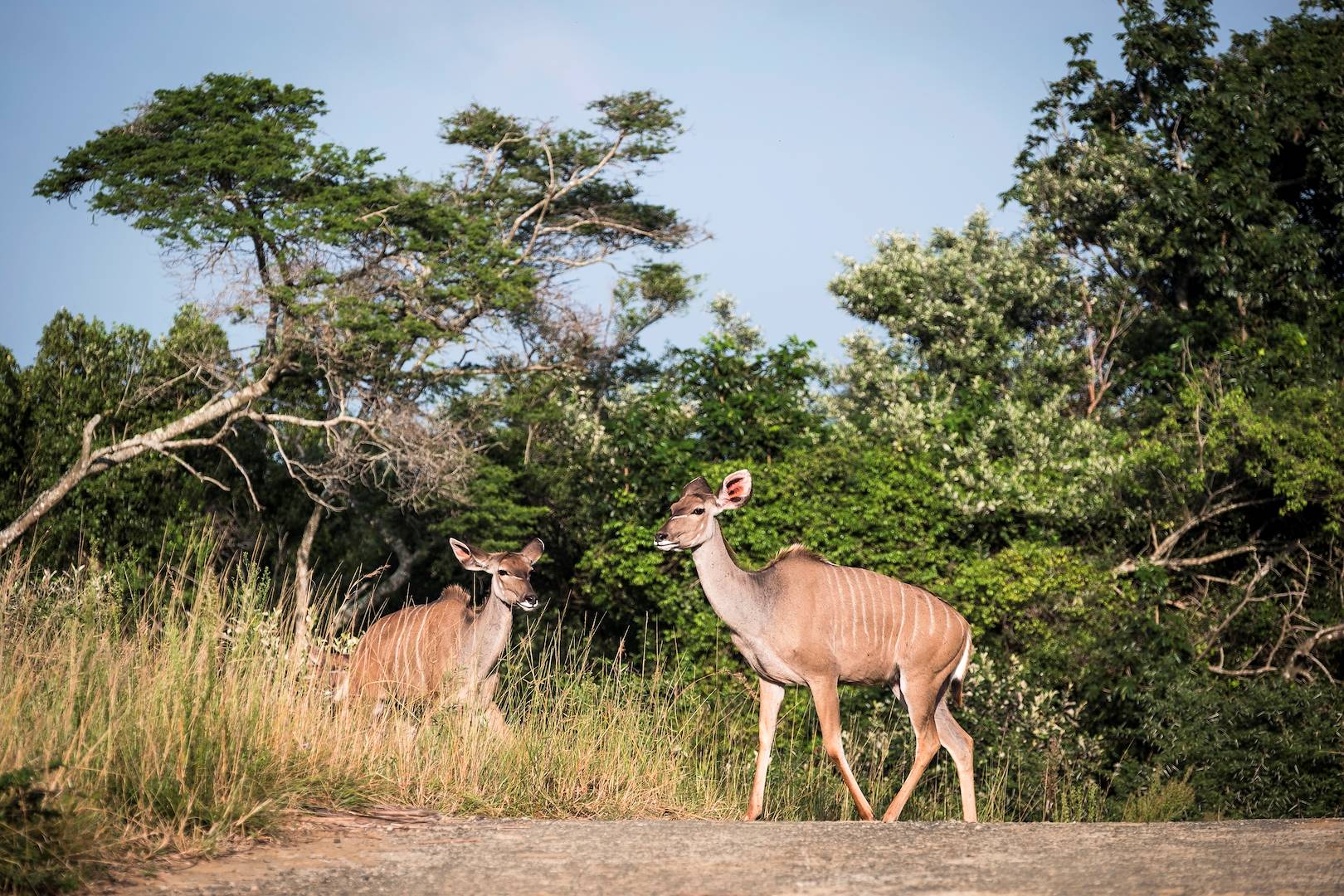 Grands Koudous - Mpumalanga - Afrique du Sud