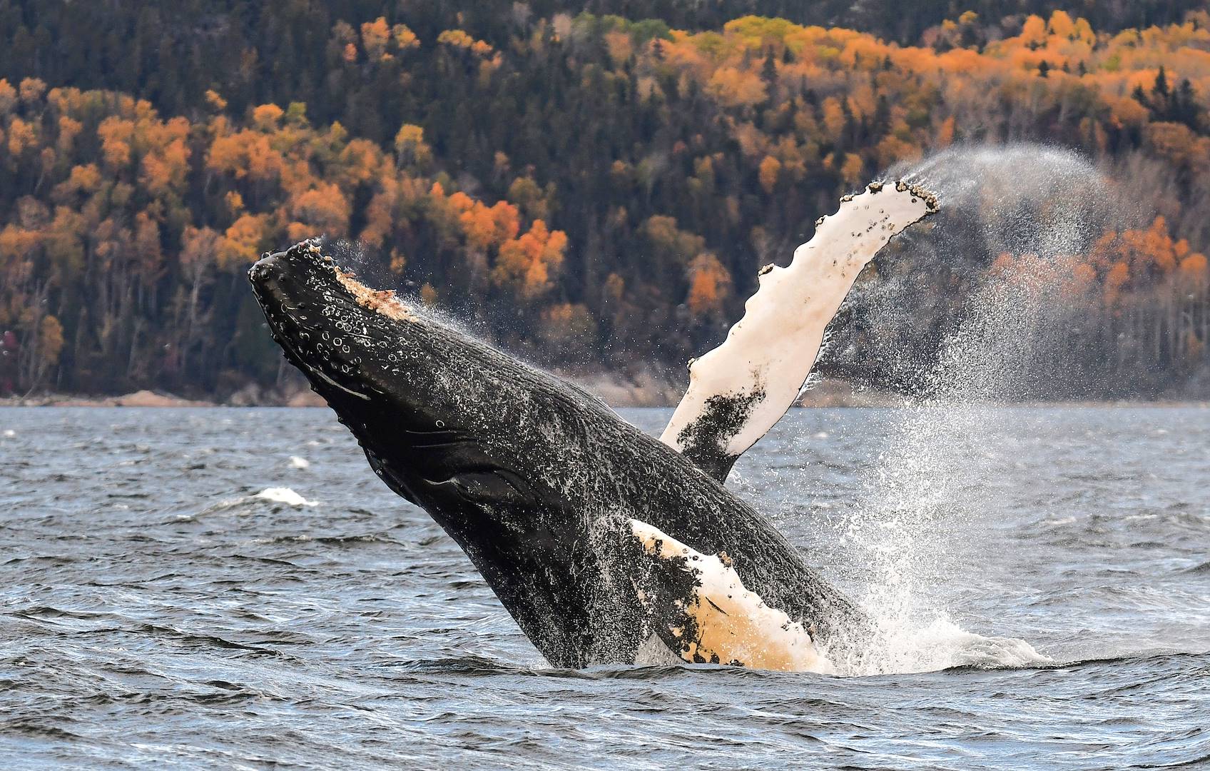 Rencontre avec les baleines - Côte Nord - Québec - Canada