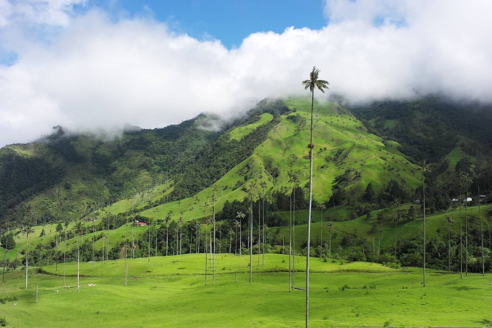 Vallée de Cocora - Salento - Département de Quindio - Colombie