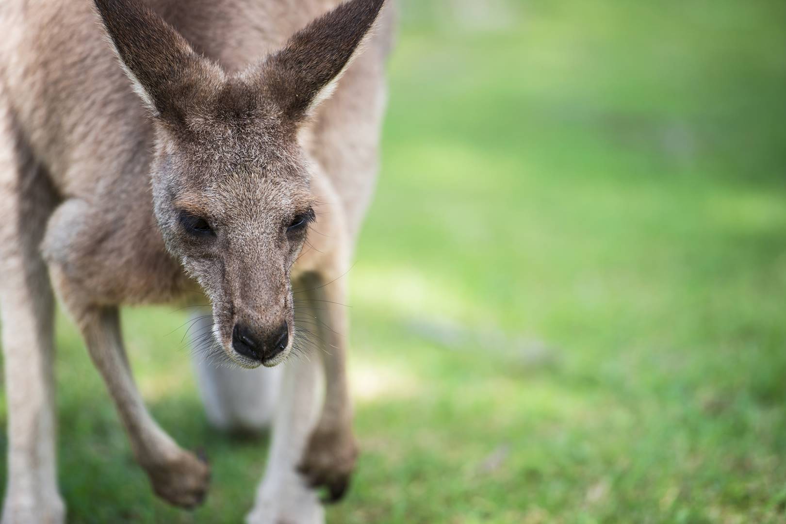 Kangourou - Australie
