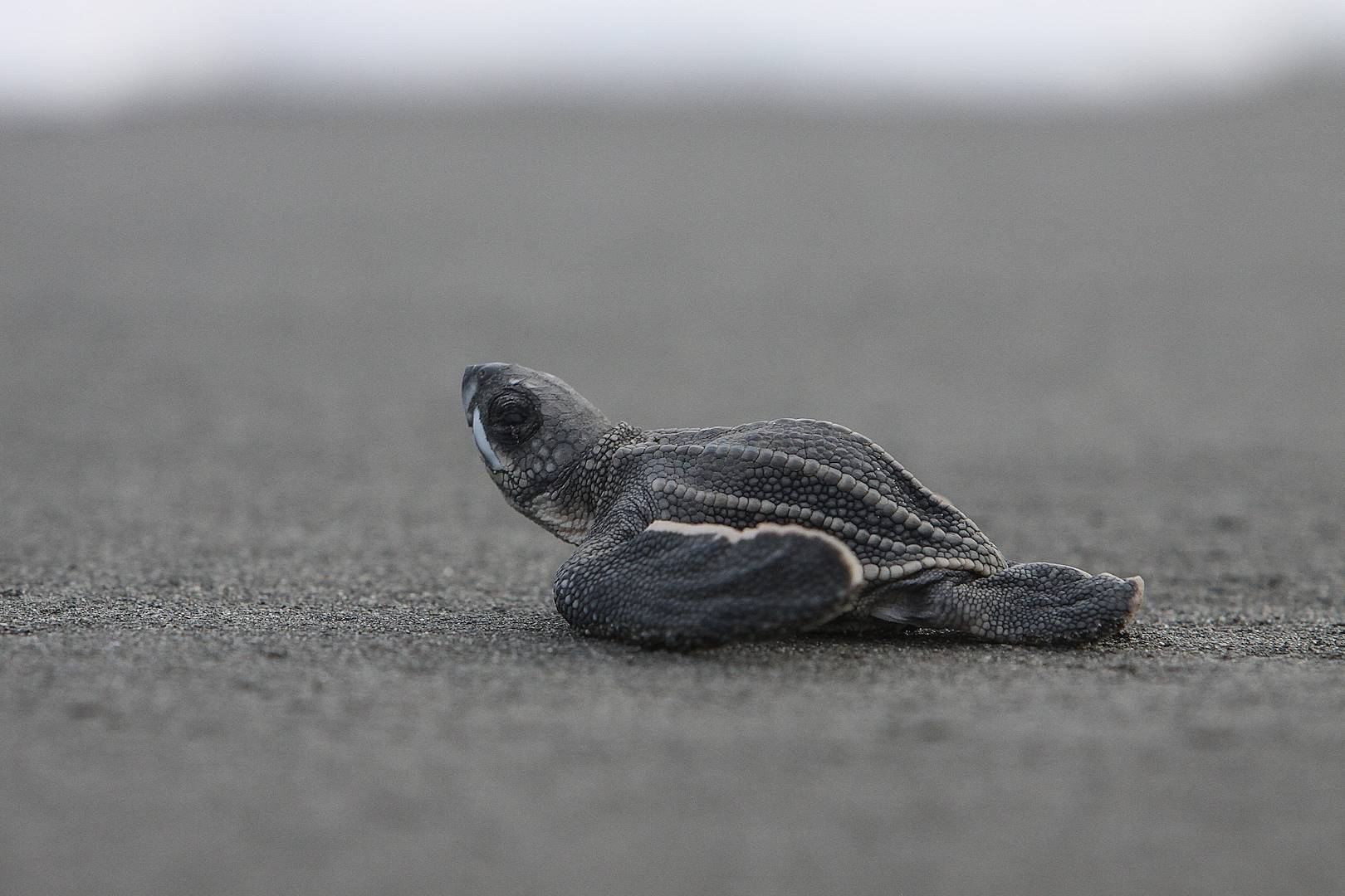 Rencontre avec les tortues marines - Costa Rica