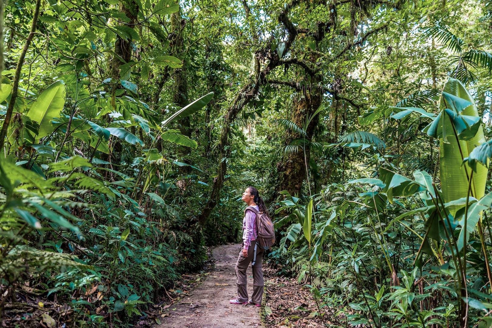 Randonnée dans la forêt tropicale - Monteverde - Costa Rica