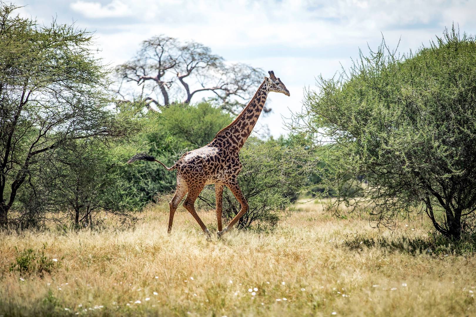 Girafe dans le parc national de Chobe - Botswana