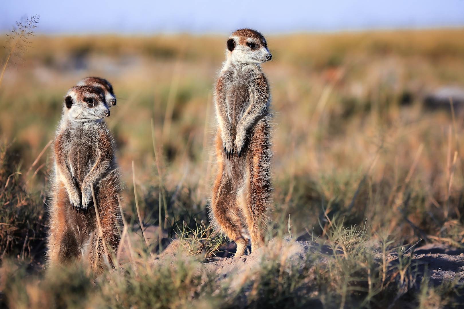 Suricates dans le Pan de Makgadikgadi - Botswana