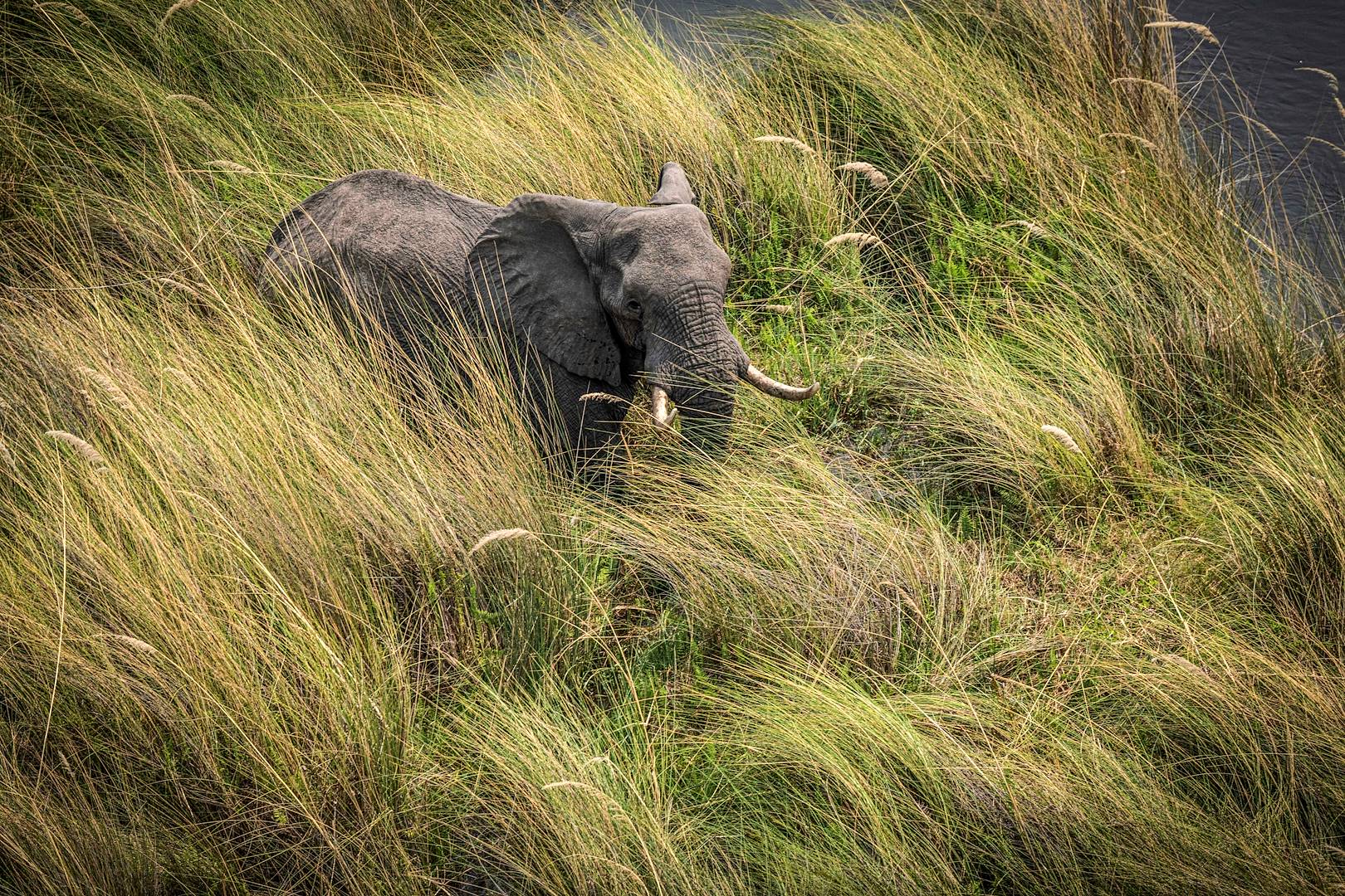 Eléphant sur les berges du delta de l'Okavango - Botswana