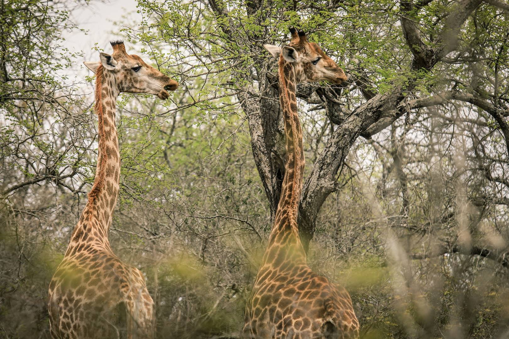 Safari animalier dans le Parc National de Moremi : rencontre avec deux girafes - Moremi Game Reserve - Botswana