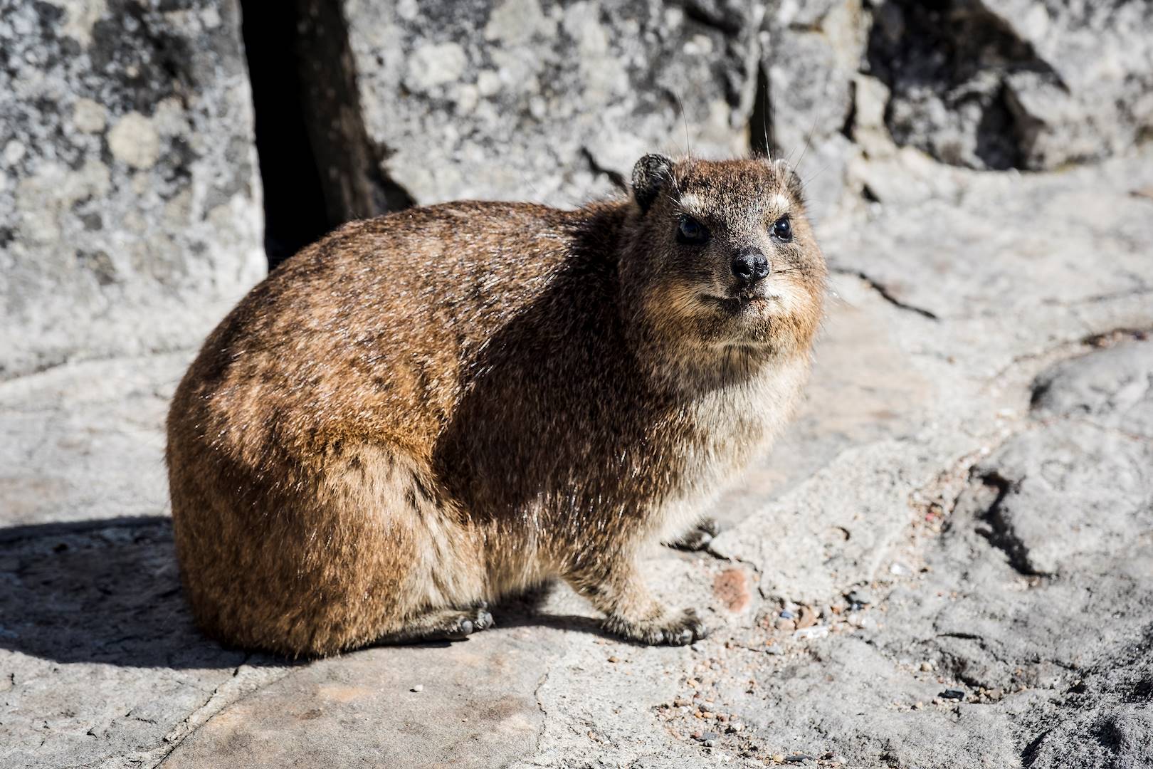 Daman des rochers, ou la marmotte d'Afrique du Sud - Le Cap - Afrique du Sud