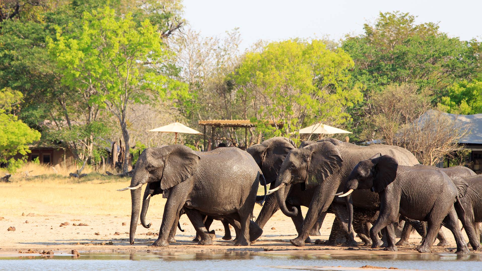 Troupeau d'éléphants dans le parc national de Hwange - Zimbabwe