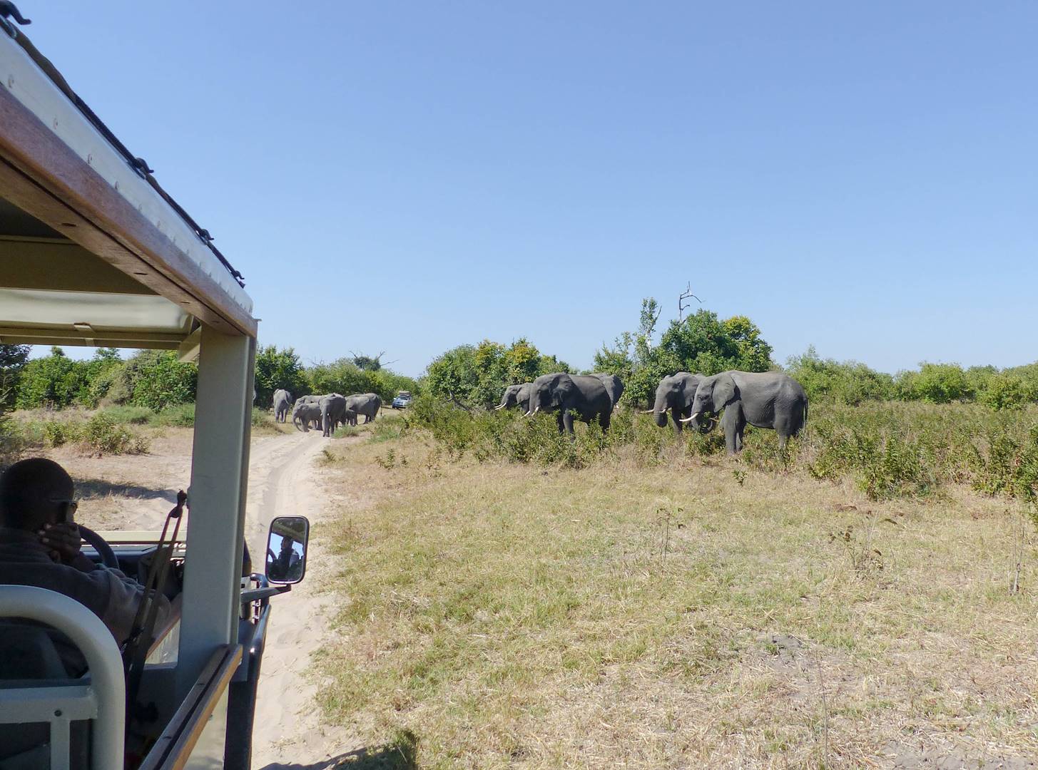 Safari animalier dans le parc national de Chobe - Botswana