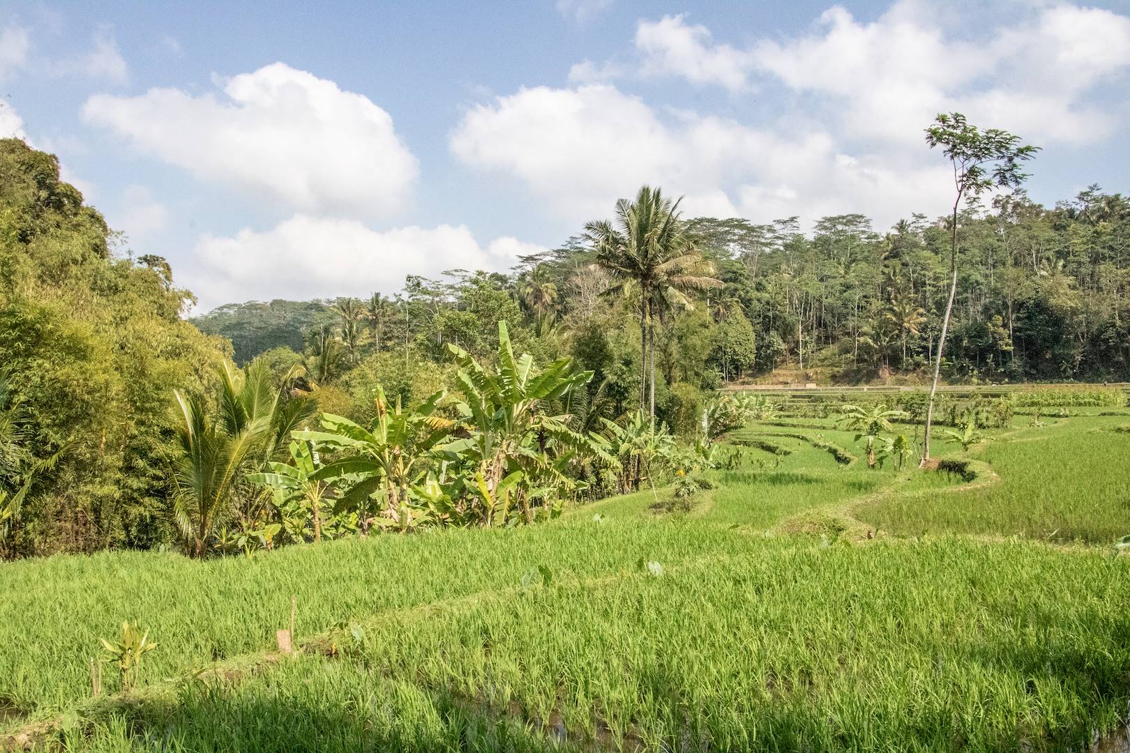 Balade à vélo autour du Mesa Stila - Magelang - Java - Indonésie