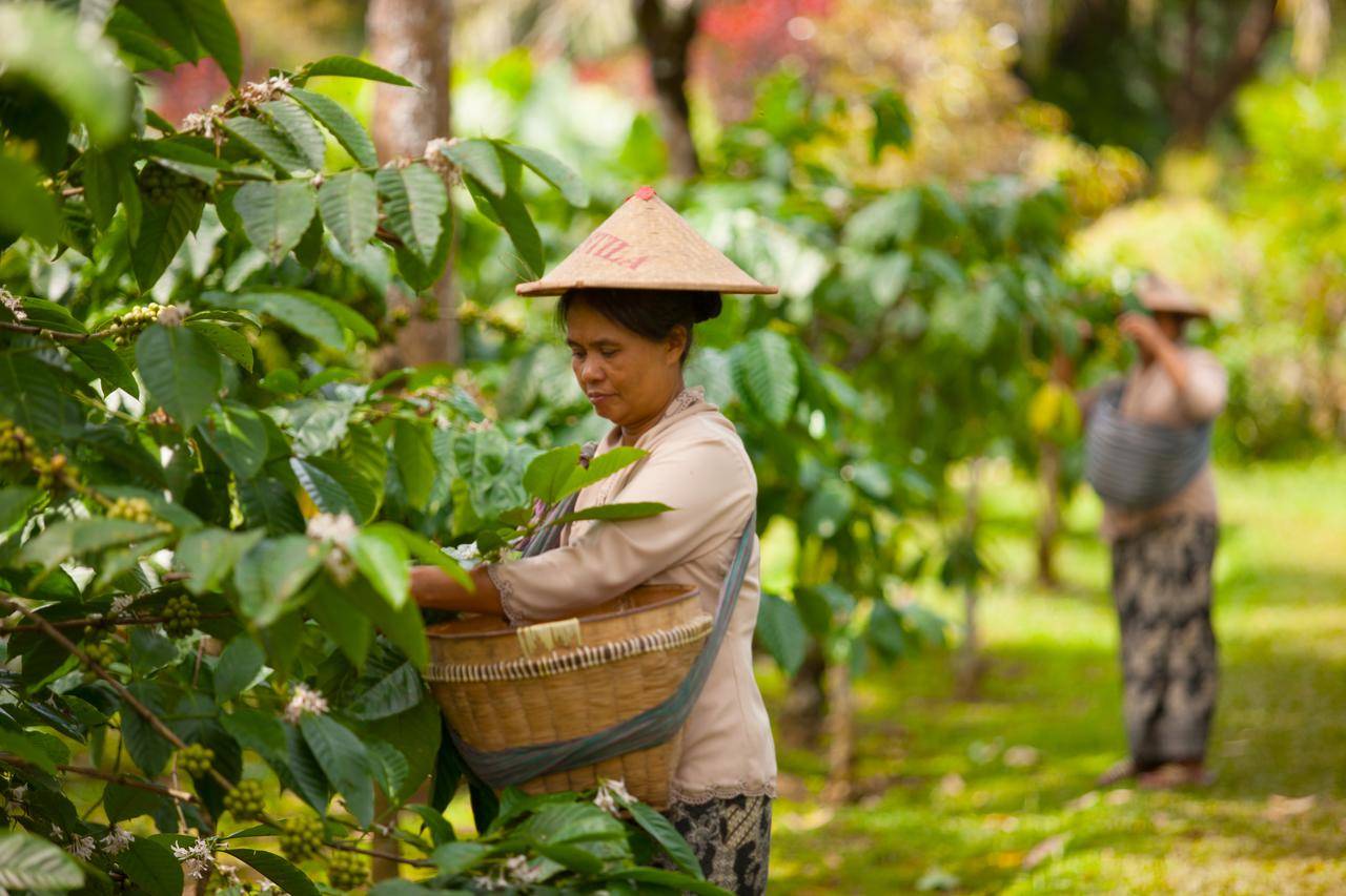 Récolte du café près de l'hébergement à Magelang - Java - Indonésie