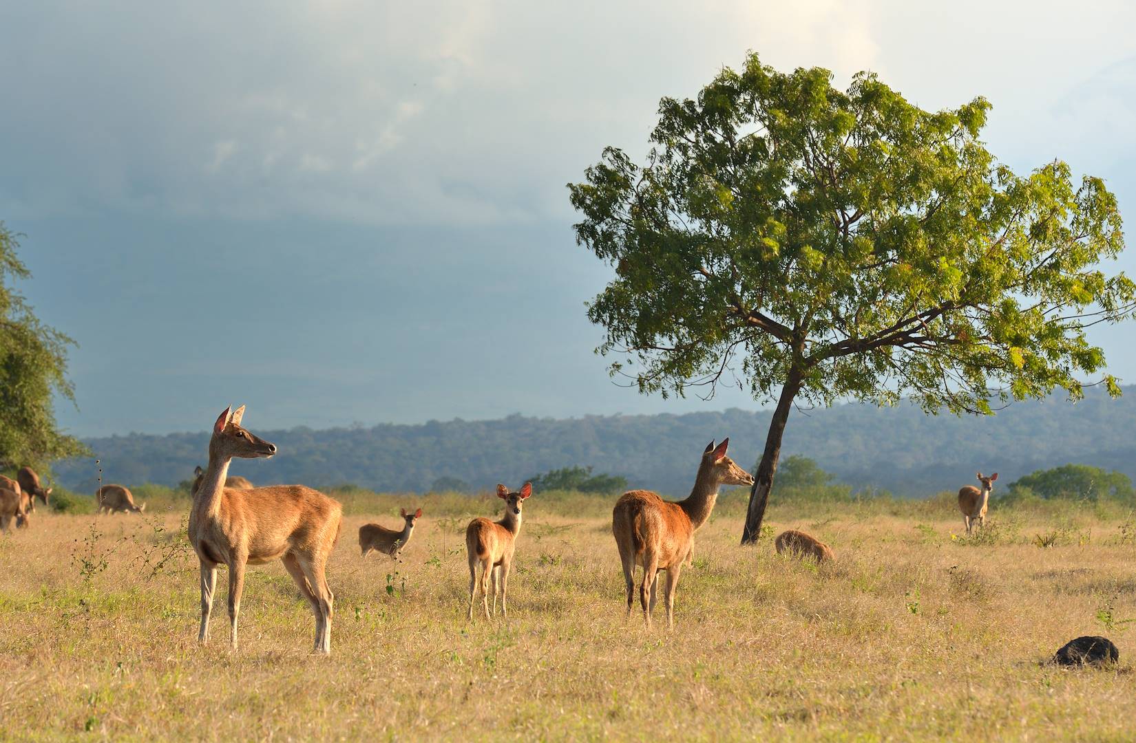 Parc national de Baluran - Java oriental - Indonésie