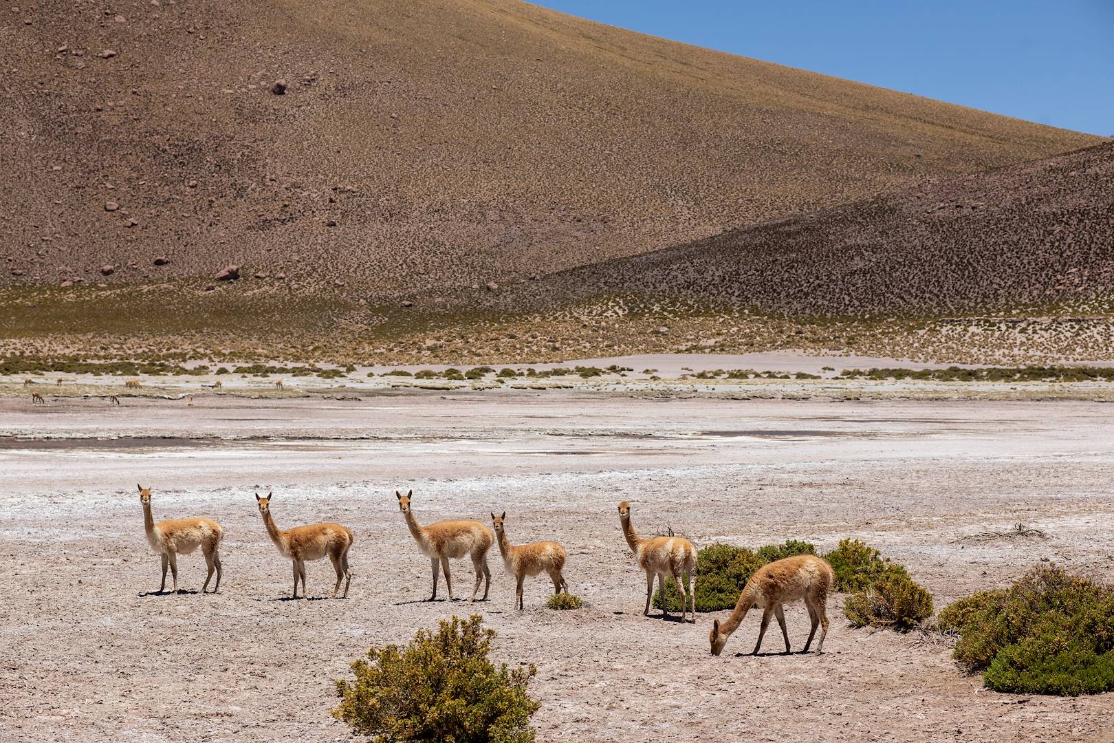 Guanacos autour de la lagune Machuca dans le désert d'Atacama - Antofagasta - Chili