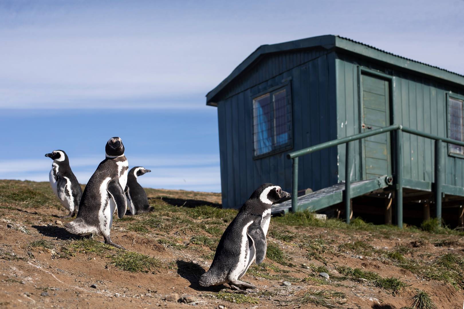 Rencontre avec les manchots sur l'Île de Magdalena - Punta Arenas - Magallanes - Chili