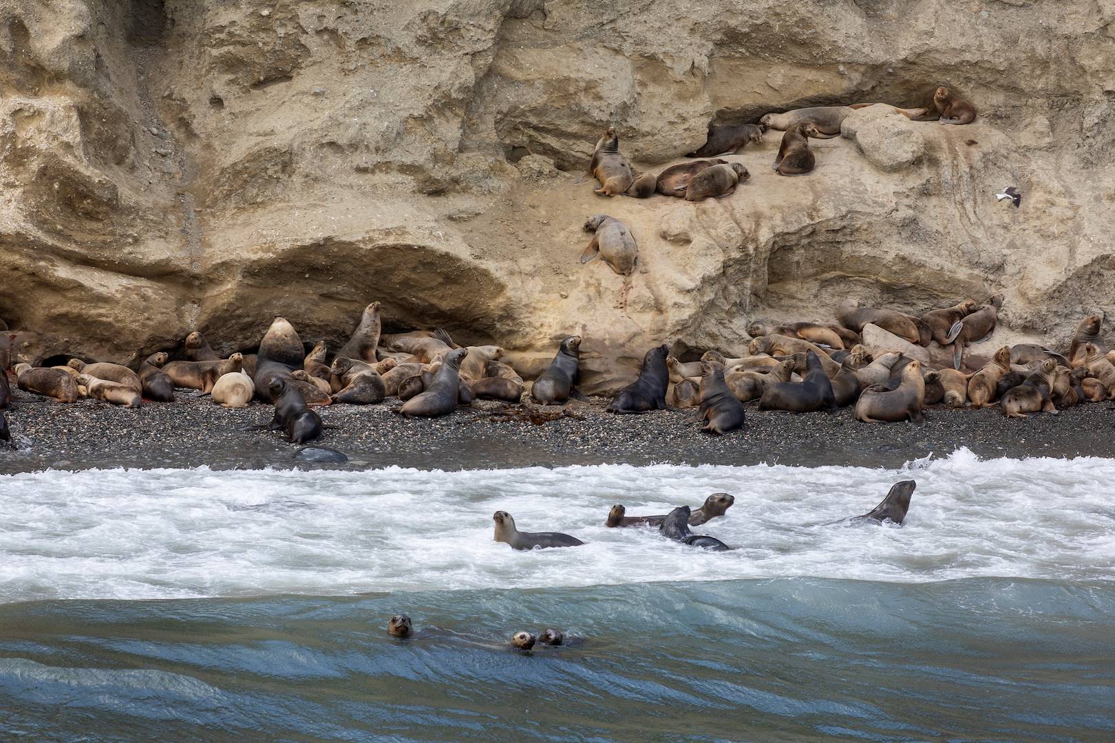 Rencontre avec les phoques sur l'Île Marta - Punta Arenas - Magallanes - Chili
