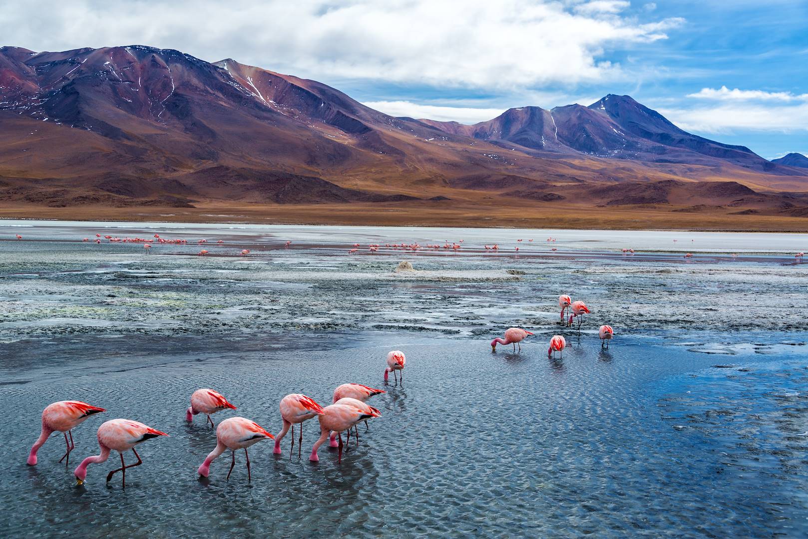 Flamands roses sur le Laguna Verde - Bolivie