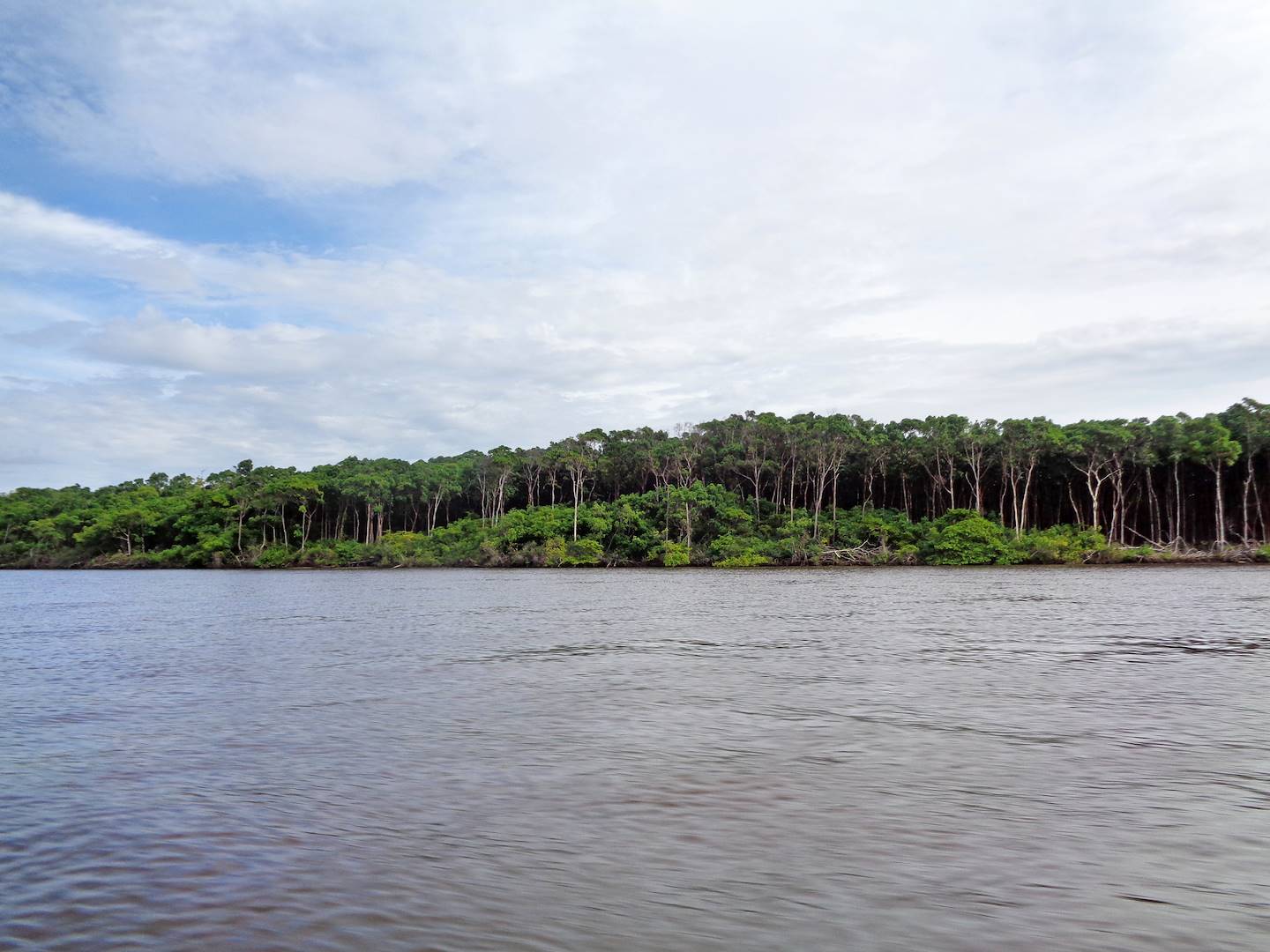 Forêt jonchant le Rio Preguicas - État du Maranhão - Brésil