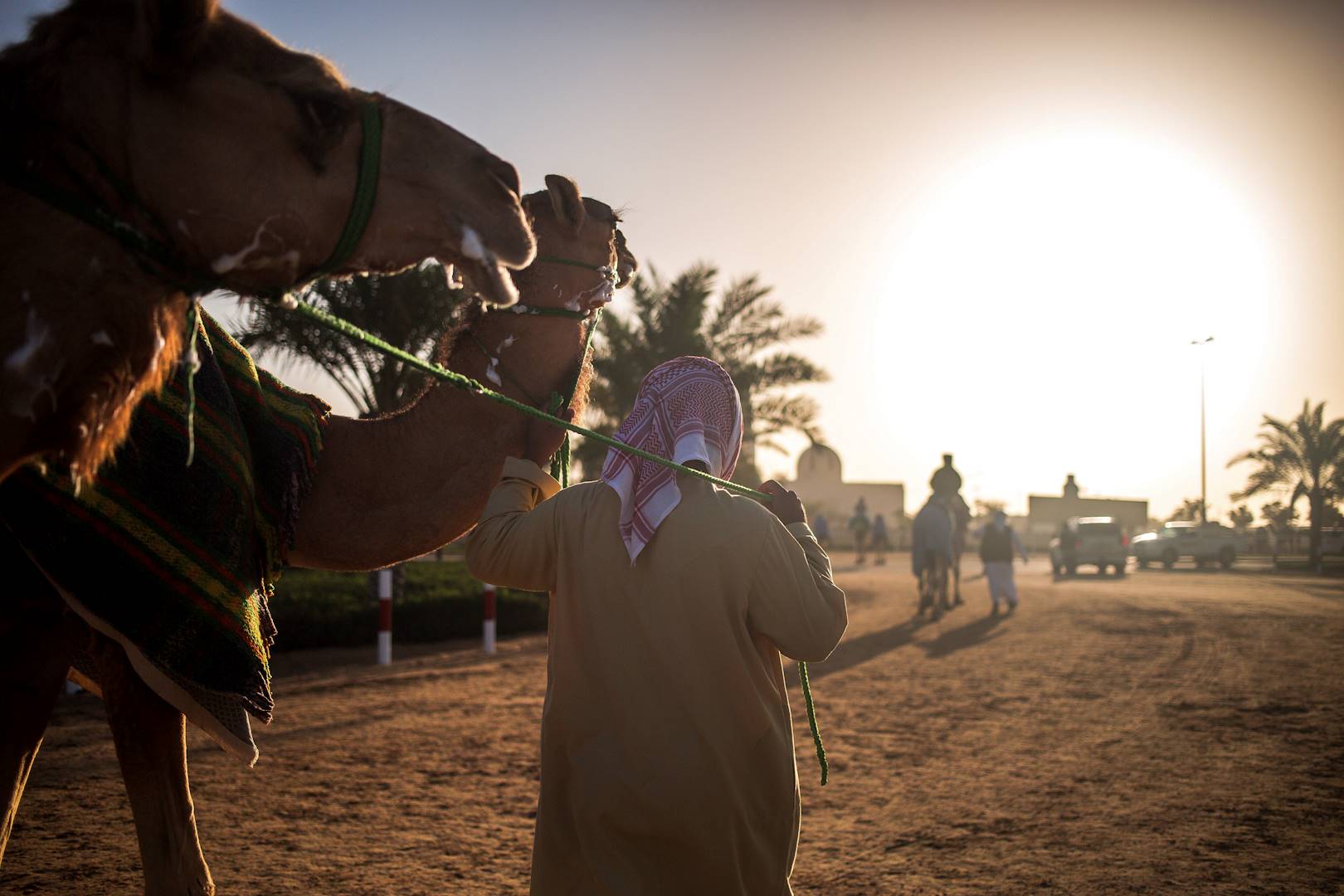 Chameaux - Dubaï - Emirats Arabes Unis
